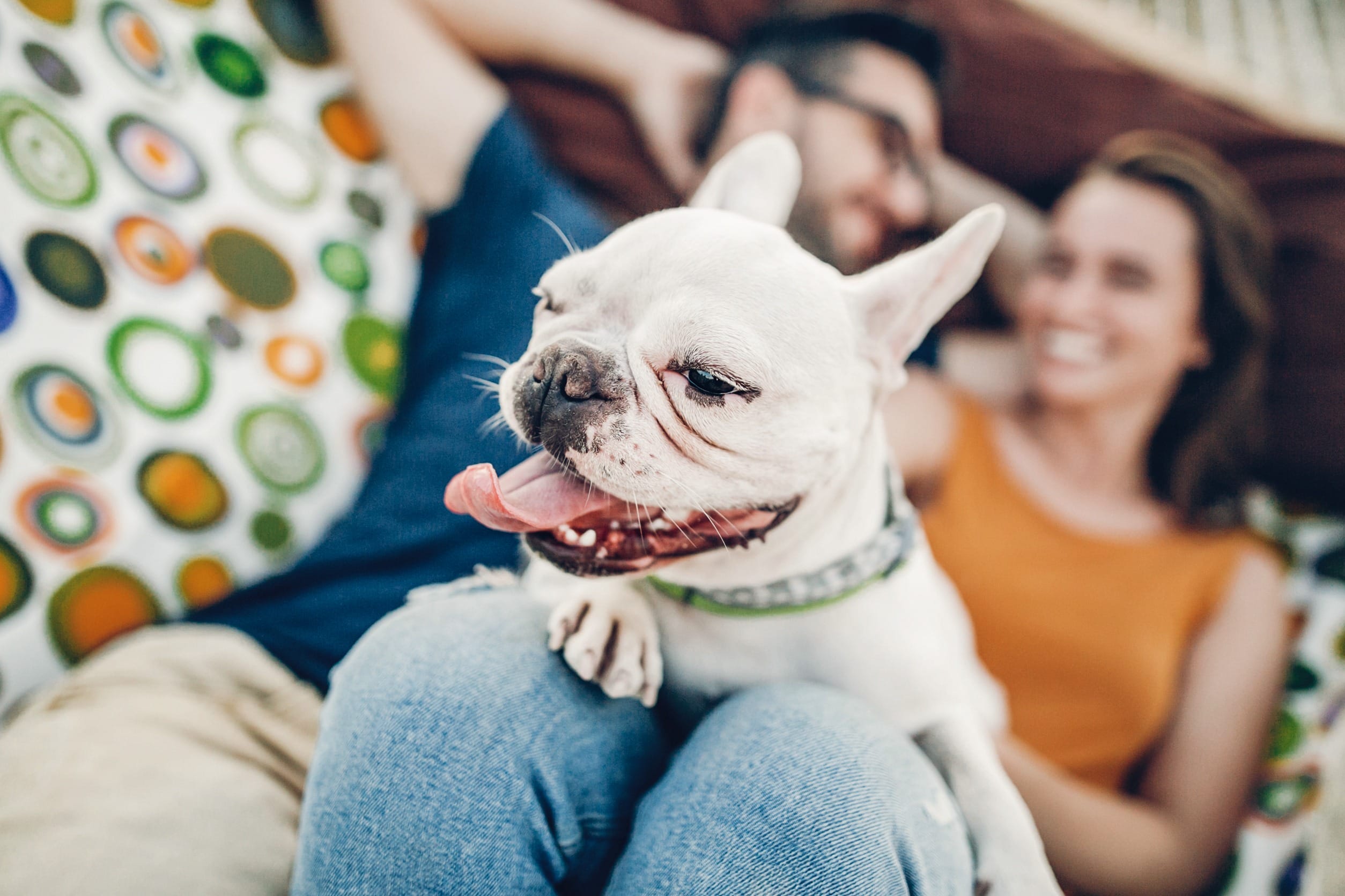 family dog