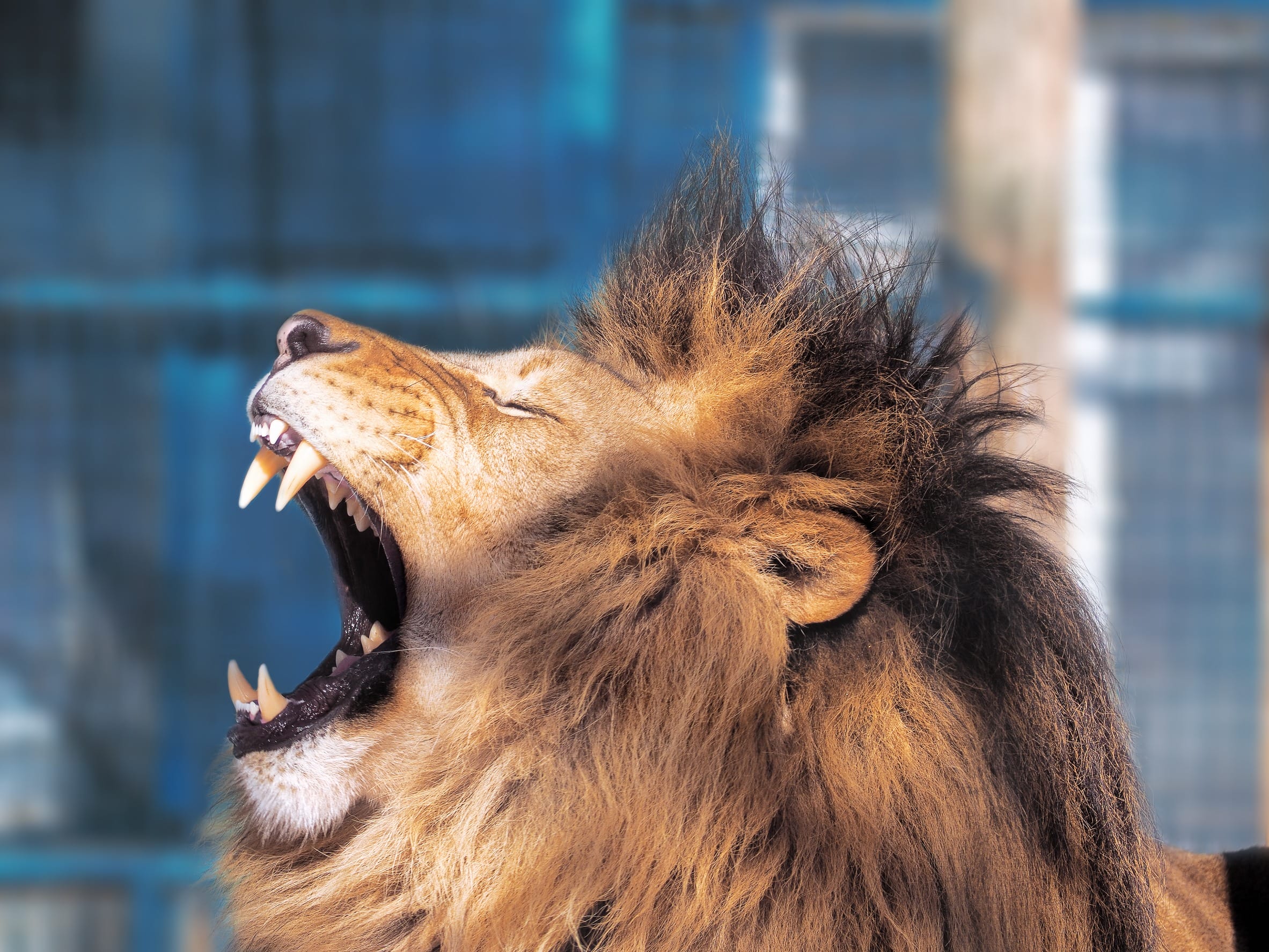 lion roaring