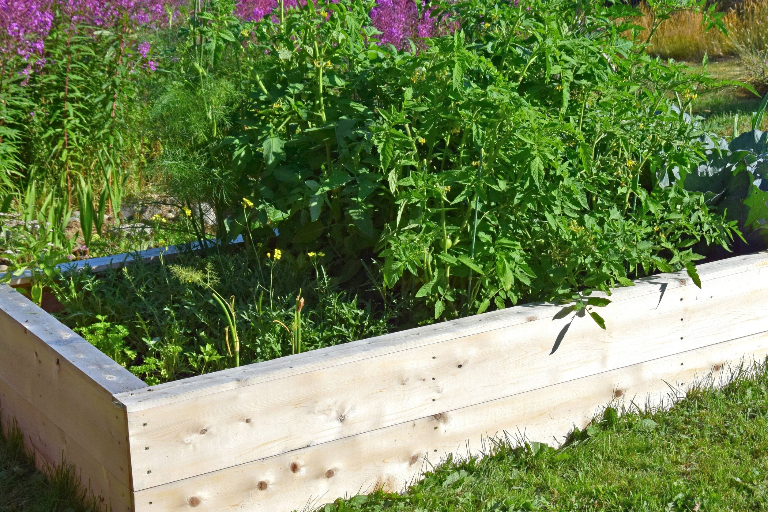 Raised Beds