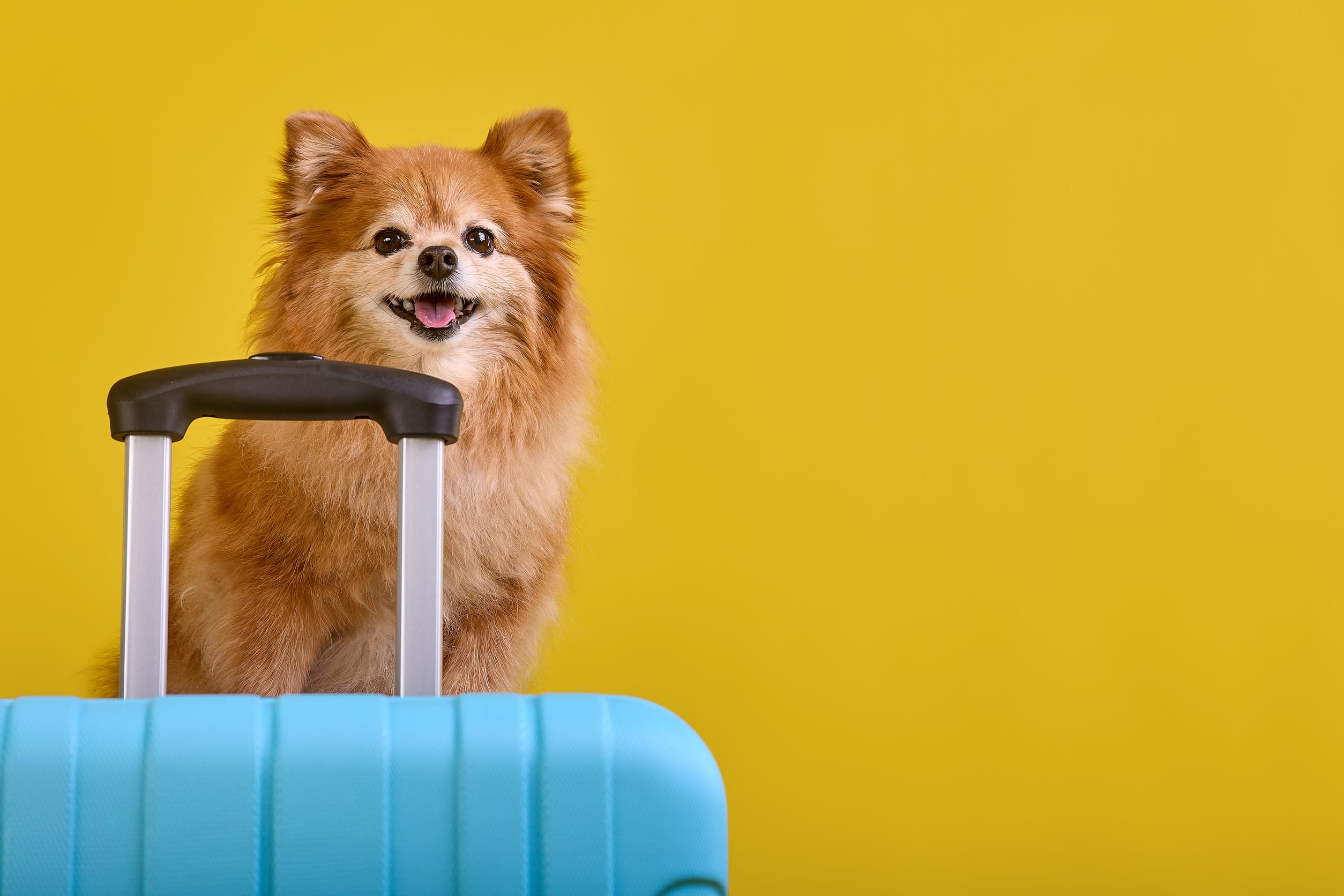 Pet Friendly Hotel