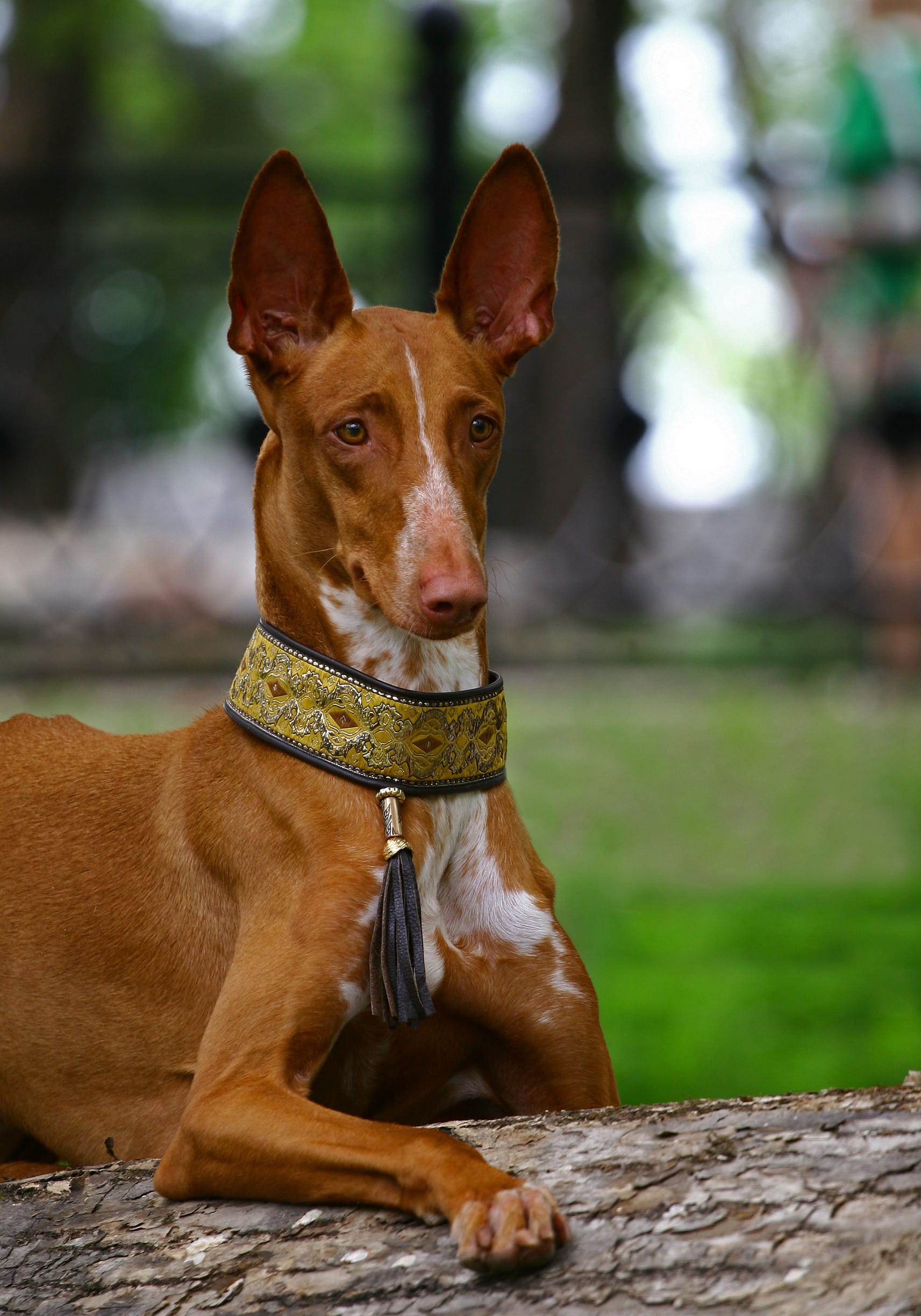 Pharaoh hound dog