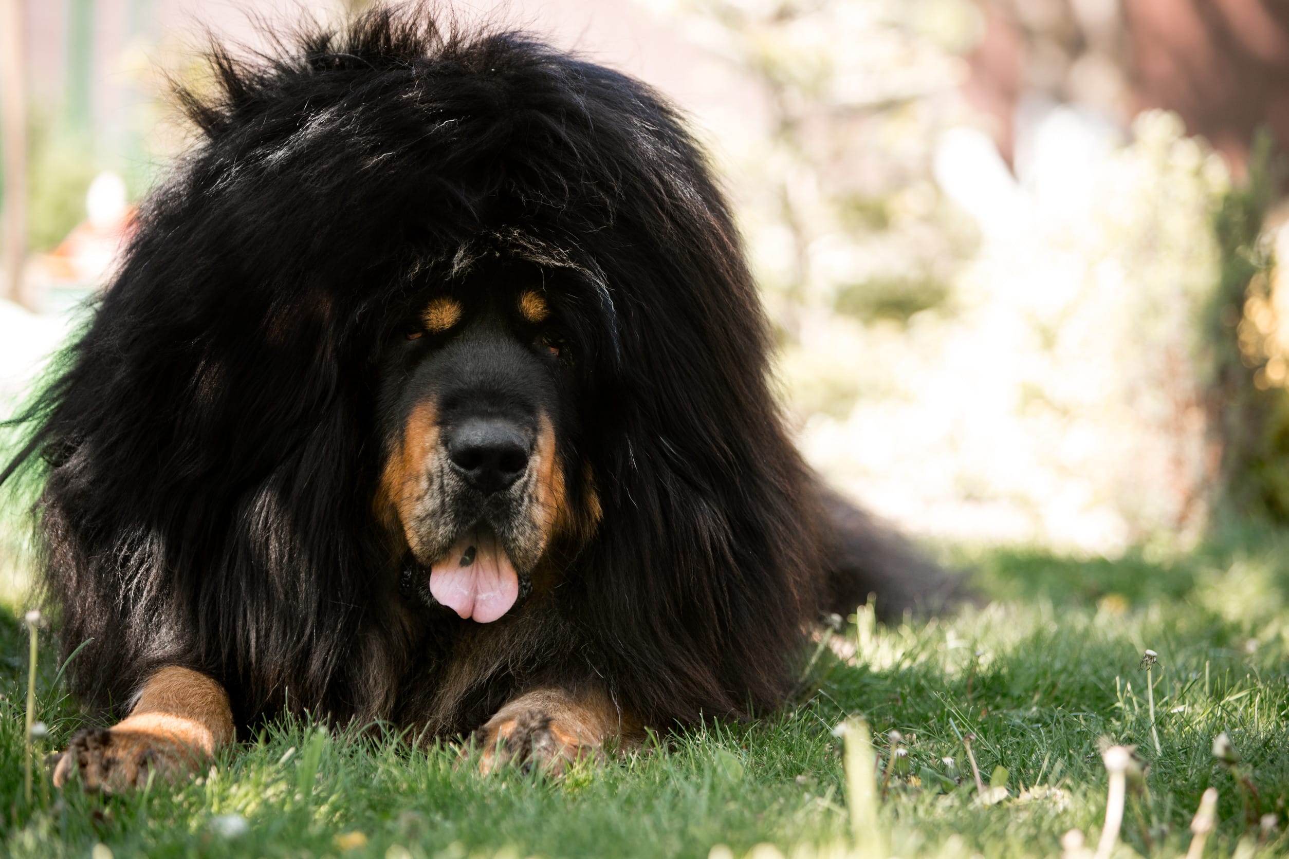 amaizing Tibetan mastiff dog lay in the sunny green park in grass