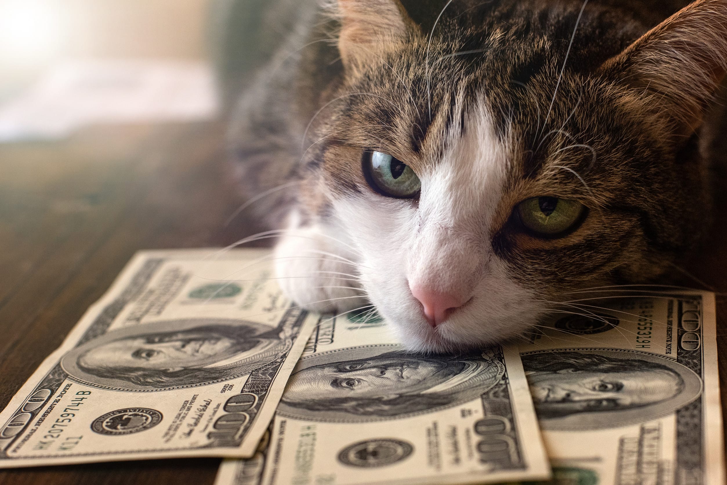 How Can Pets Become a Long-Term Financial Burden