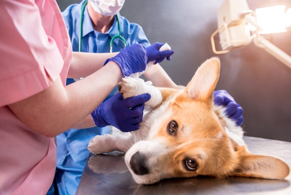 Could A Pet’s Surgery Push You Into Debt